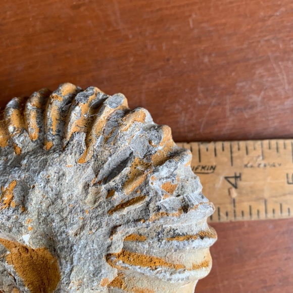 Ammonite Fossil from Morocco. - Picture 4 of 11
